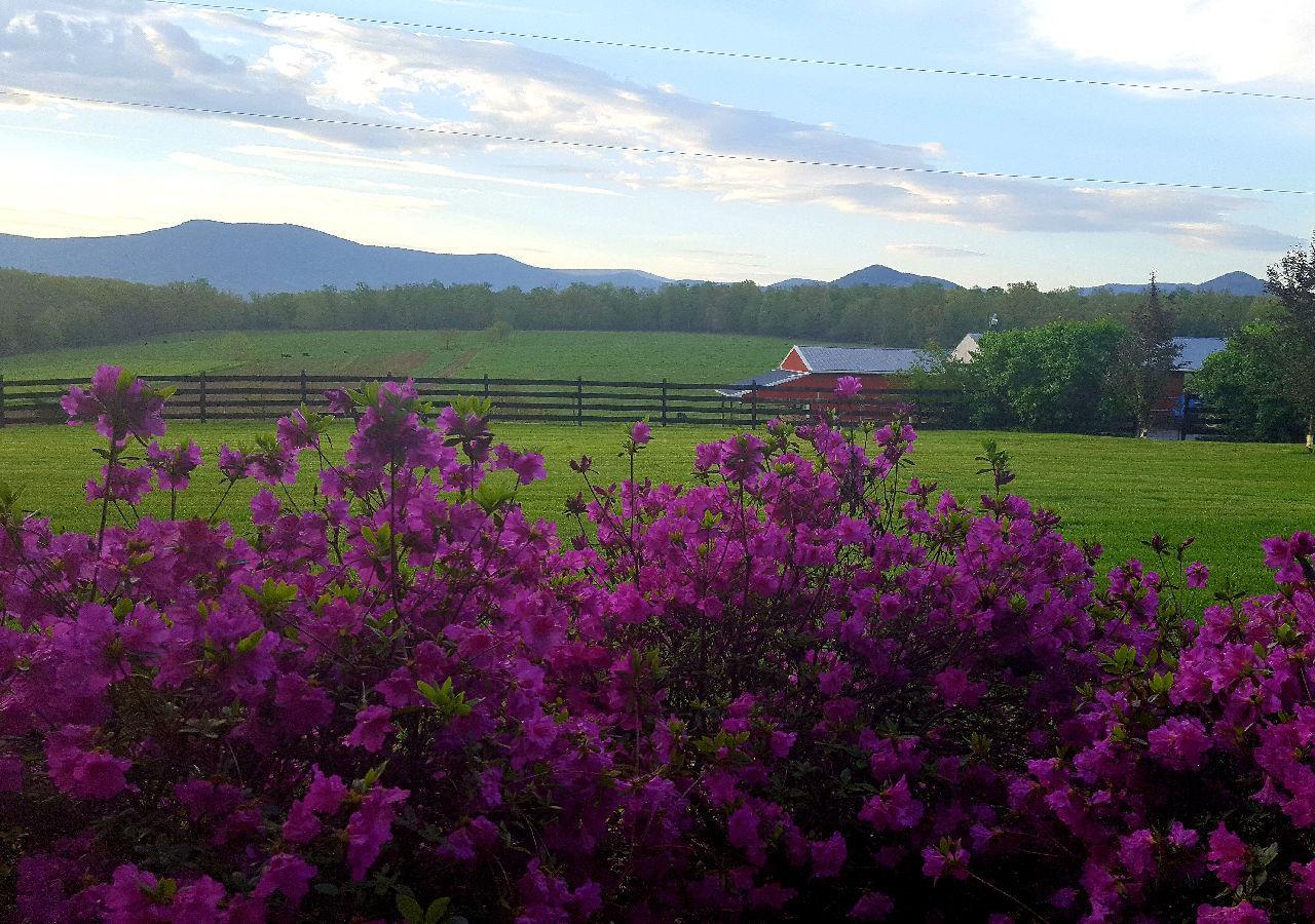 Piney Hill B&B And Cottages Лурей Екстериор снимка
